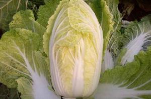 膠州白菜 膠州白菜