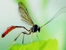 白痔細顎姬蜂 白痔細顎姬蜂