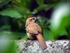 白眉笑鶇 白眉笑鶇