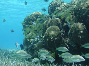 澳大利亞 珊瑚礁 大堡礁