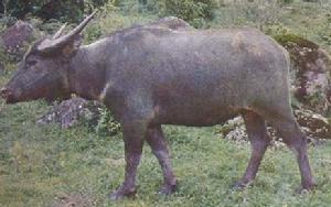 德宏水牛
