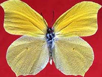 尖鉤粉蝶