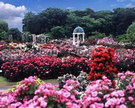 亞龍灣國際玫瑰谷