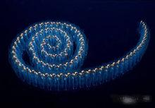 繁殖期成群存在的樽海鞘