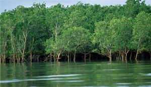 坦尚尼亞國家公園 坦尚尼亞國家公園