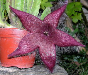 斑紋犀角 斑紋犀角