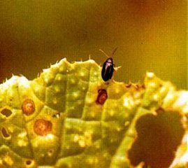 油菜黃狹條跳甲 油菜黃狹條跳甲