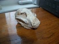 小古貓 化石圖片