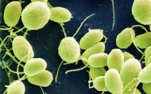 原生綠藻 原生綠藻