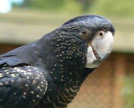 黃尾黑巴丹鸚鵡