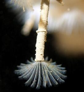 孔雀扇蟲 孔雀扇蟲