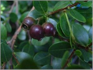 赤楠蒲桃葉 赤楠蒲桃葉