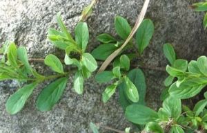 新疆鼠李 新疆鼠李