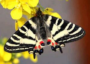 中華虎鳳蝶 中華虎鳳蝶