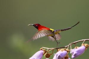 太陽鳥[鳥綱動物]