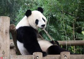 大熊貓比力
