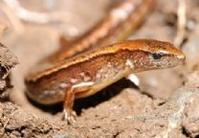 瓦山滑蜥 瓦山滑蜥