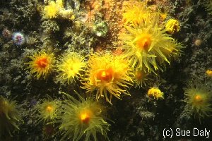 黑角珊瑚