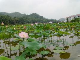 全南縣陂頭鎮 全南縣陂頭鎮