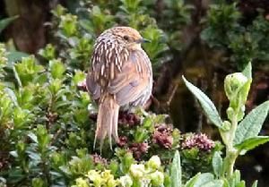斑紋卡納灶鳥 斑紋卡納灶鳥