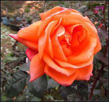 花語[用花表達的語言]