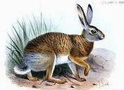 灰尾兔 灰尾兔