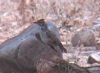 里根巴赫鳳頭百靈