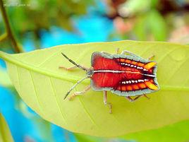 荔枝蝽 荔枝蝽
