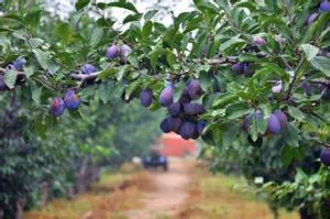 井家莊村 井家莊村