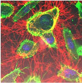 細胞外酶 細胞外酶