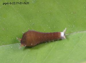 青斑鳳蝶的一齡幼蟲