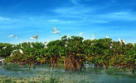 華僑城濕地公園 華僑城濕地公園