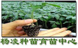 楊凌種苗育苗中心 楊凌種苗育苗中心
