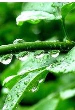 綠色植物 綠色植物