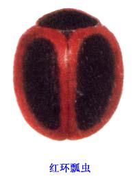 紅環瓢蟲 紅環瓢蟲