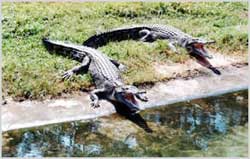 南泰鱷魚湖動物園