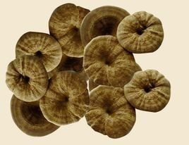 靈芝孢子 靈芝孢子