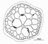 密毛沙菜的主枝橫切面