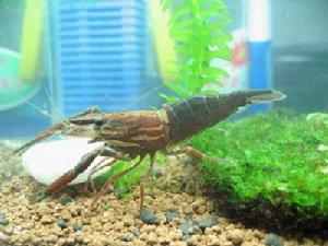 長臂紅蝦 長臂紅蝦