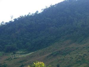 荒田自然村[雲南臨滄鎮康縣鳳尾鎮大柏樹村委荒田自然村]