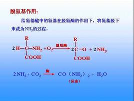 脫氨基 脫氨基