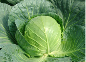 中甘21號甘藍 中甘21號甘藍