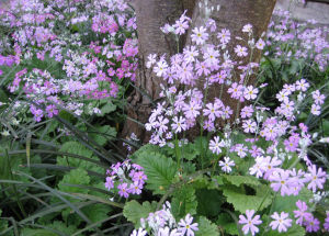 大葉報春 大葉報春