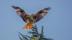 鳶[鳥綱鳶屬動物通稱]