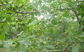 核桃樹黑腐病 核桃樹黑腐病