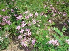 黃花木藍 黃花木藍