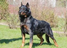 法國狼犬 法國狼犬