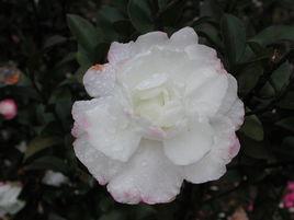 初光[山茶屬栽培品種]