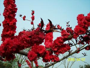 洛陽國家高新技術產業開發區