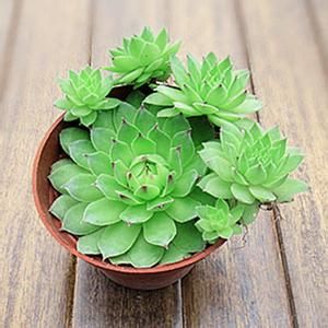 疏葉觀音座蓮 疏葉觀音座蓮